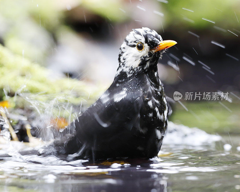 黑鸟(Turdus merula)男性与白化洗澡